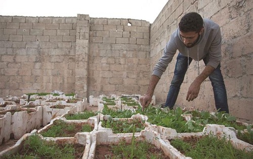 Les Syriens à Alep de l'est se sont mis à cultiver sur les toits des maisons pour subvenir à leurs besoins