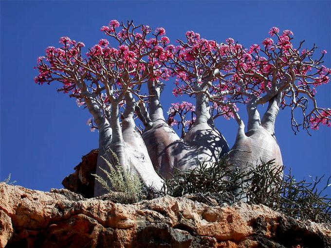 socotra2