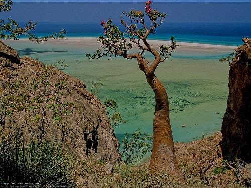 Île yéménite de Socotra