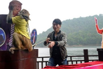 En novembre 2016, un singe avait prédit en Chine la victoire de Donald Trump