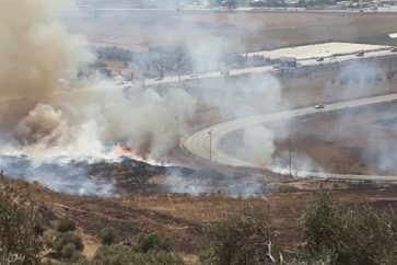 Des oliviers palestiniens brulés par des colons