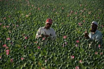 afghanistan_opium