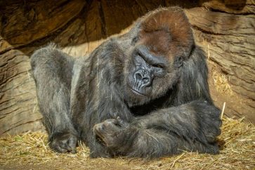 Un gorille contaminé par le coronavirus a été soigné grâce à un traitement expérimental à base d'anticorps de synthèse