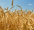 La première livraison comprend 23.000 tonnes de blé, "destiné aux opérations du PAM en Éthiopie".