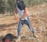 Un colon israélien tabasse une femme palestinienne agée qui cueillait ses olives, en Cisjordanie occupée, le 19 octobre 2025.